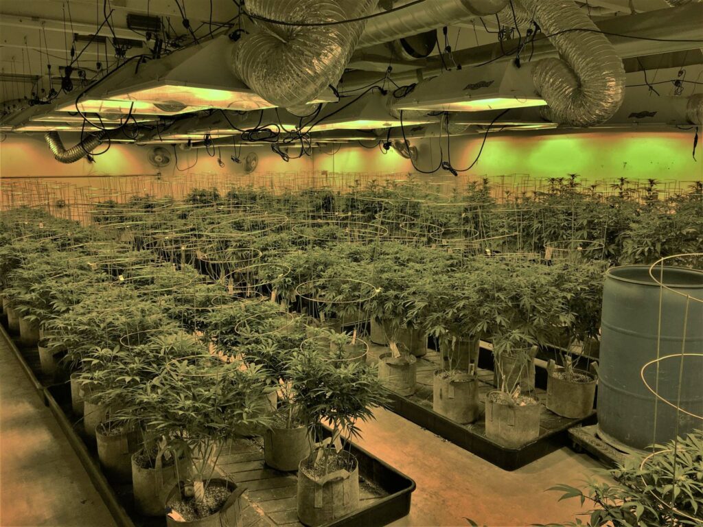 Indoor Marijuana Facility | Colorado Marijuana Business Lawyer | Law Offices of Clifton Black