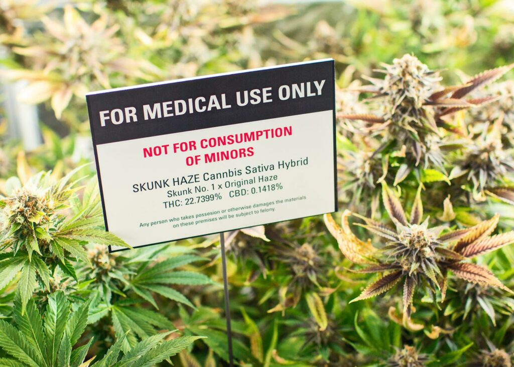 Medical Use Only - Skunk Haze Cannabis Sative Hybrid | Medical Marijuana | Law Offices of CB