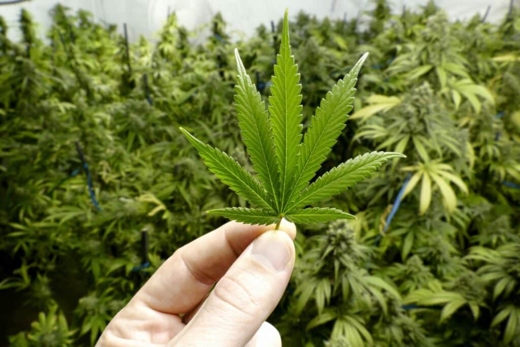 A Small Green Marijuana Leaf | Colorado Marijuana Business Lawyer | Law Offices of Clifton Black