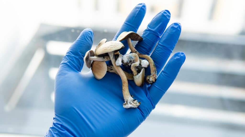 Researchers Studying Specific Mushrooms | Law Offices of Clifton Black | Colorado Springs
